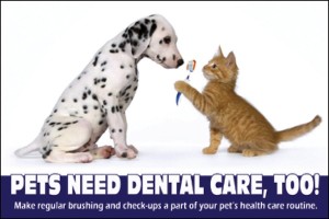 Pets Need Dental Care, Too!